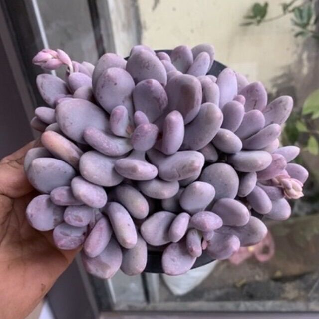 Sen đá sỏi trứng gà tím bụi 1 gốc - chậu size 18cm
