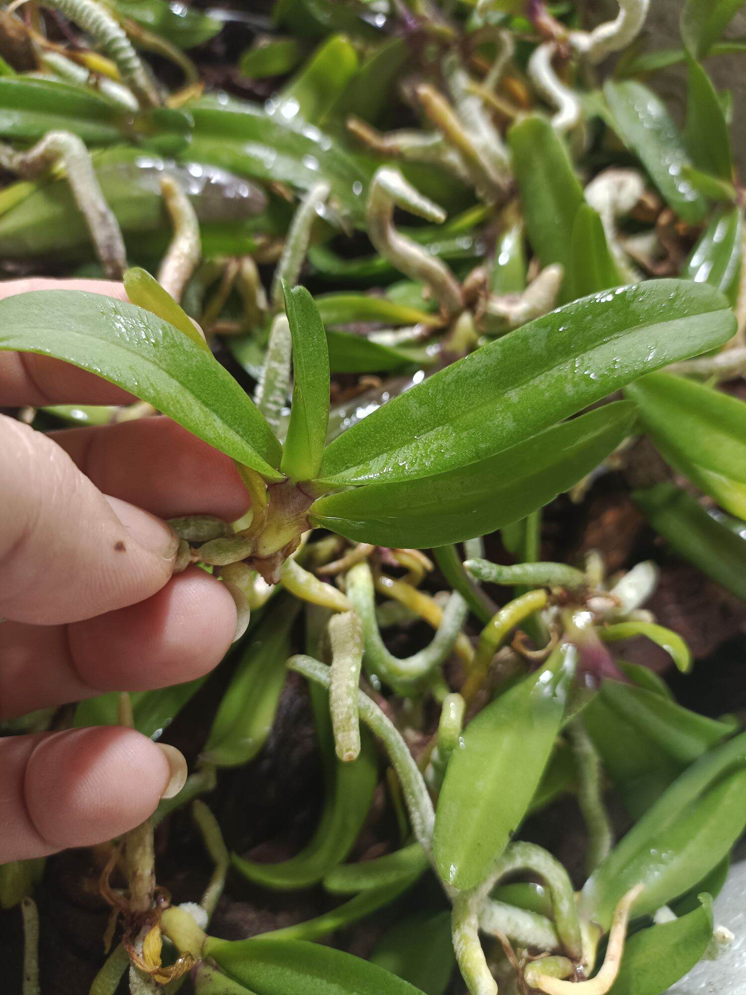 10 cây lan ngọc điểm giống đủ màu