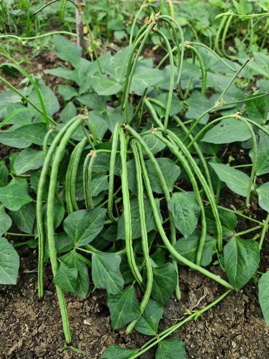 50gr Hạt giống đậu đũa bụi