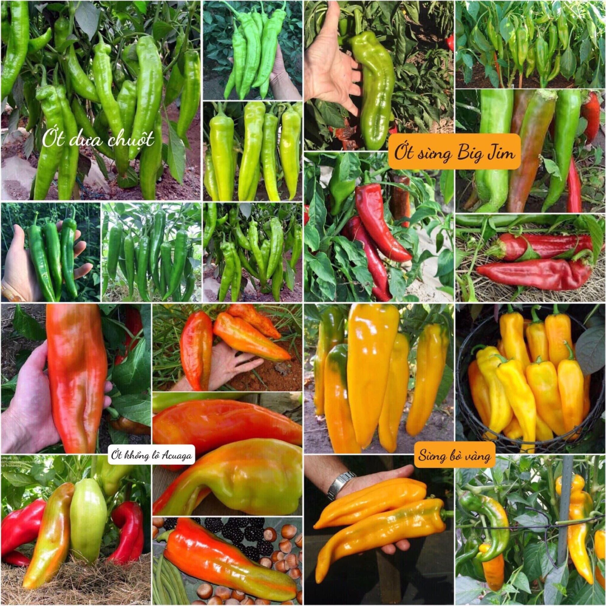 Các loại hạt giống ớt ngọt nhập khẩu hot nhất