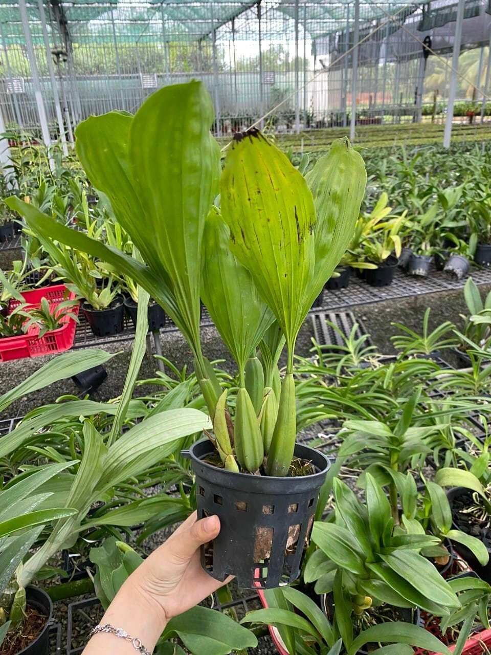 Thanh đạm Indo cây khoẻ đẹp sắp hoa