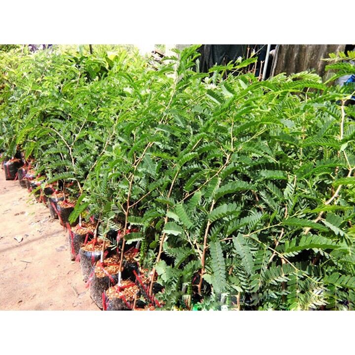 Cây giống me thái/ me ngọt ươm hạt