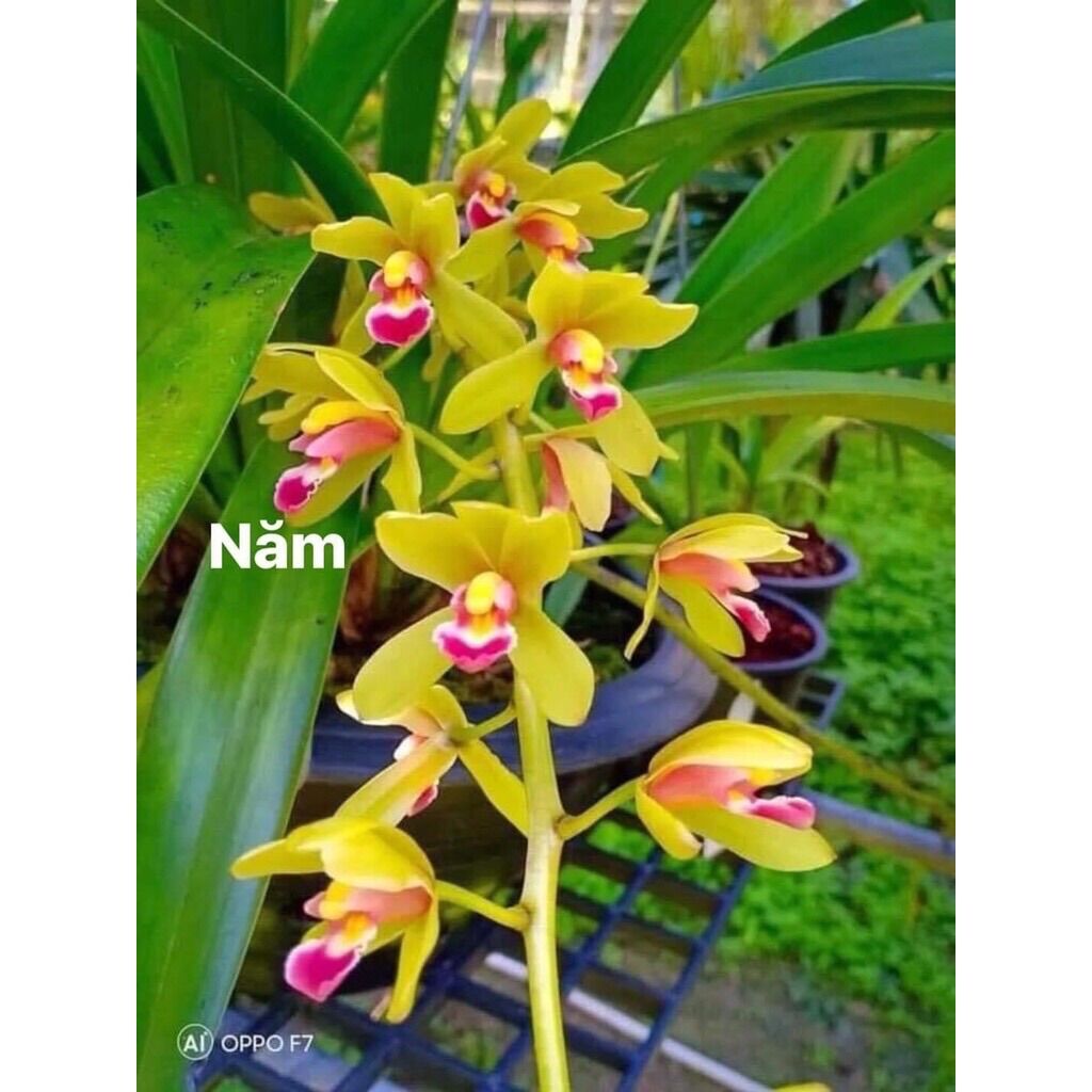 Hoa Lan kiếm thái sỉ 5k( set 5 cây )