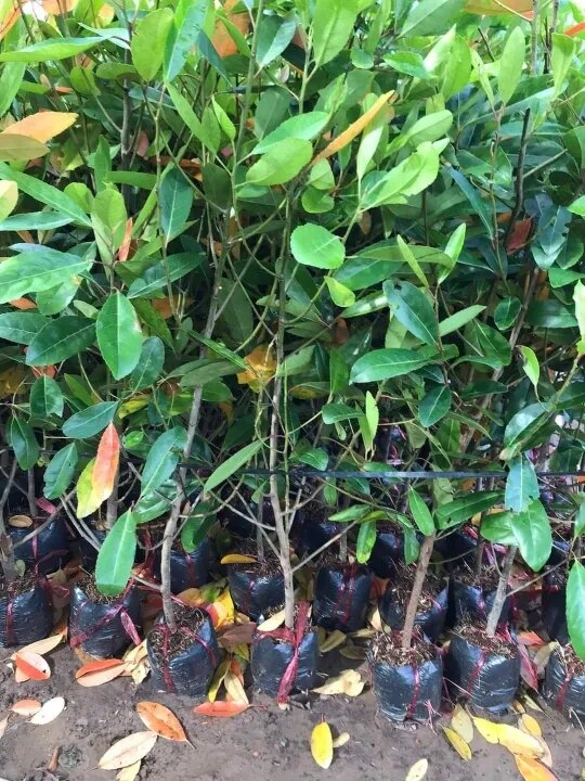 Thai Ca Na Tree 80cm to 150cm