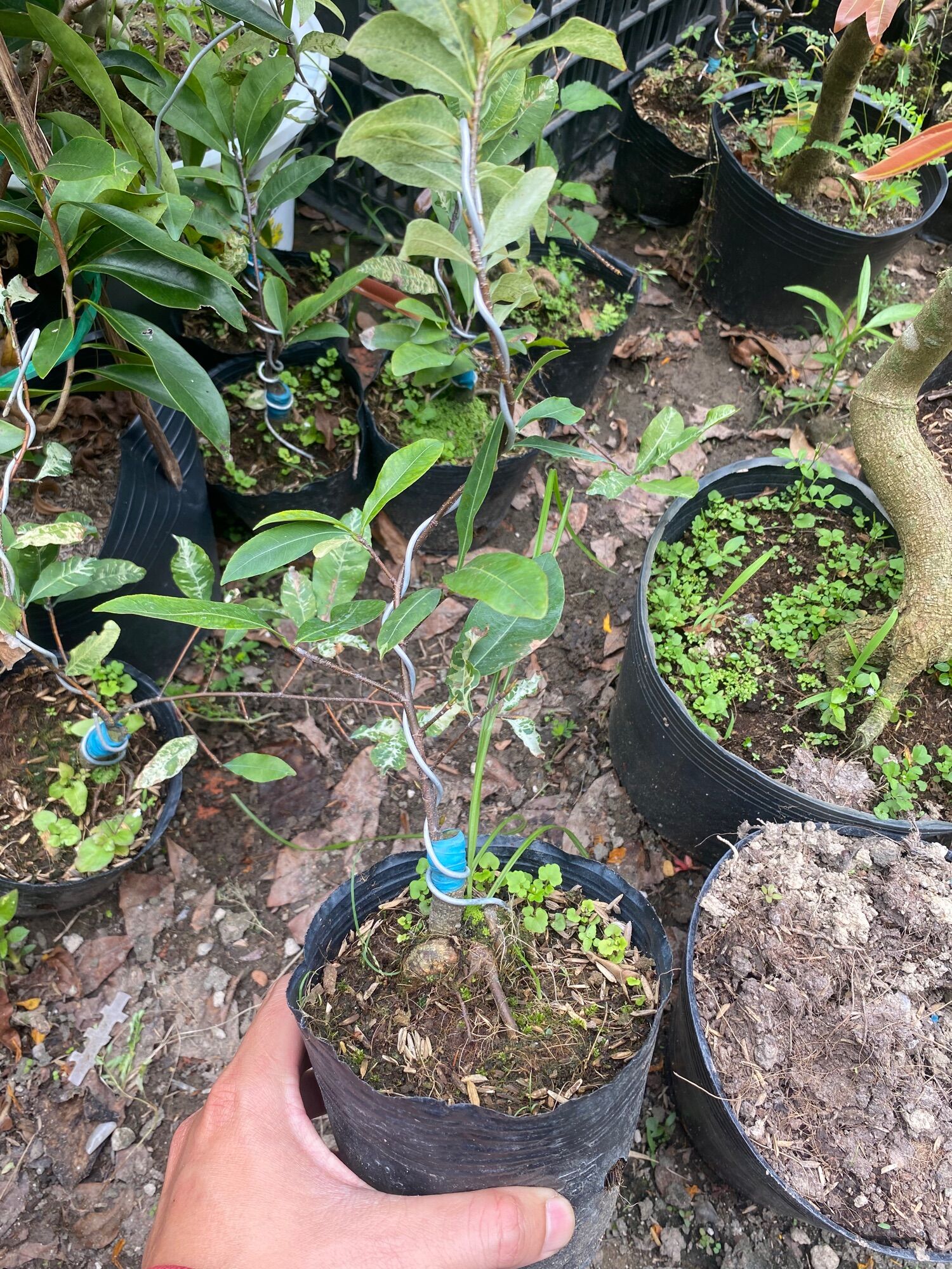 Combo 1 cúc thọ hương , 1 bạch mai
