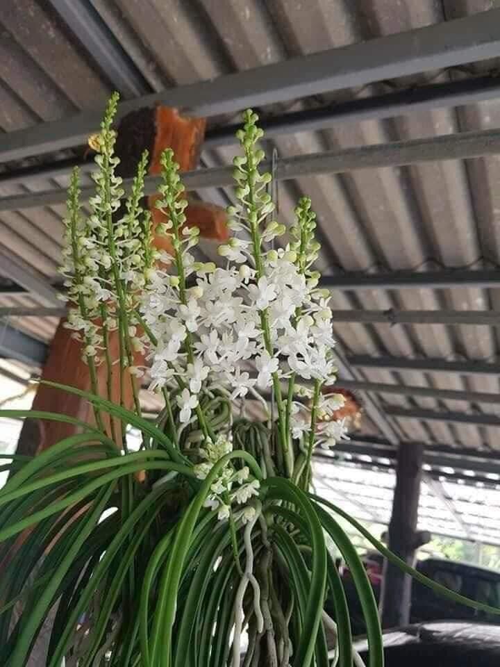 Hoa lan tóc tiên