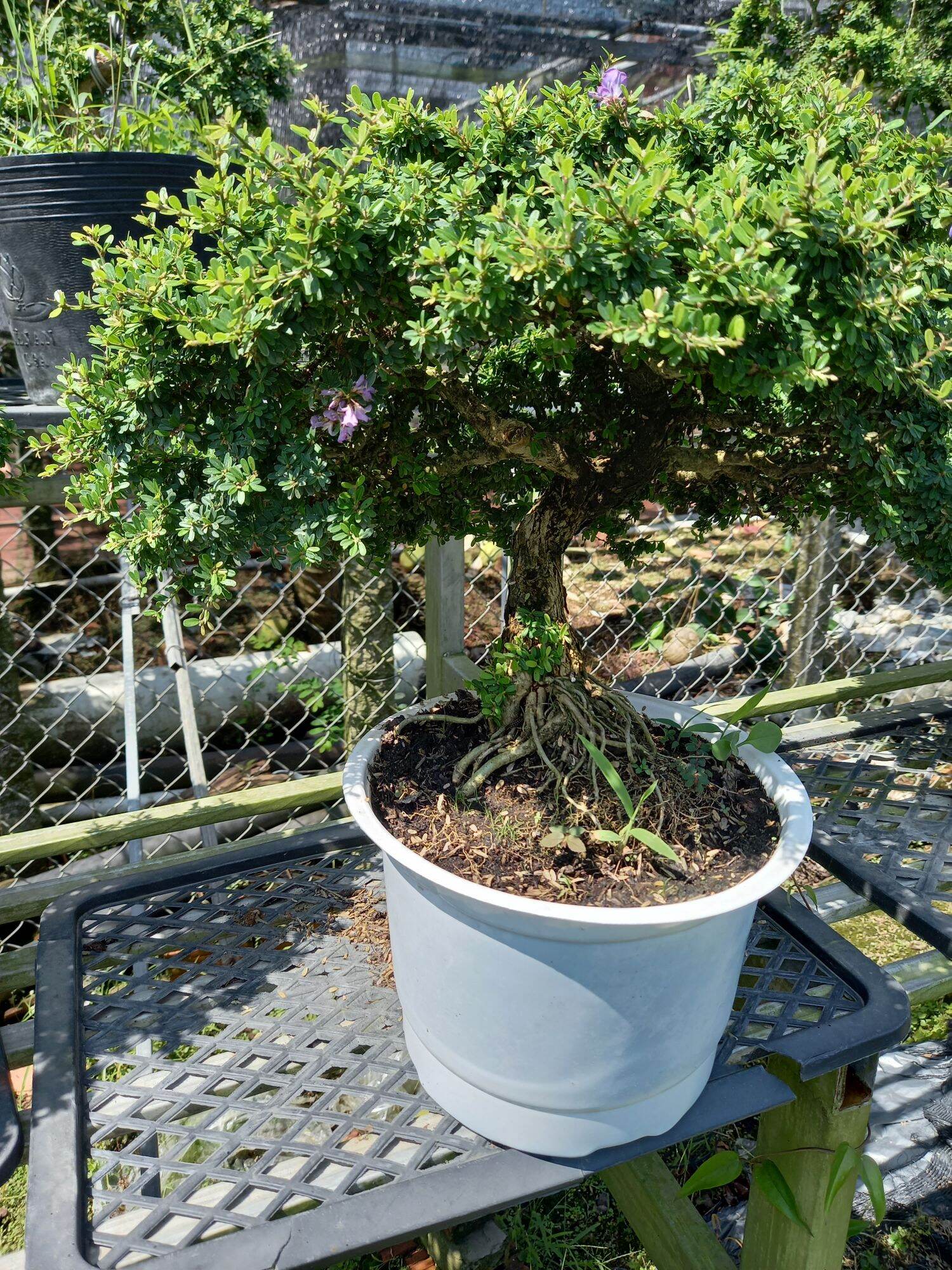 cây linh sam gạo bonsai