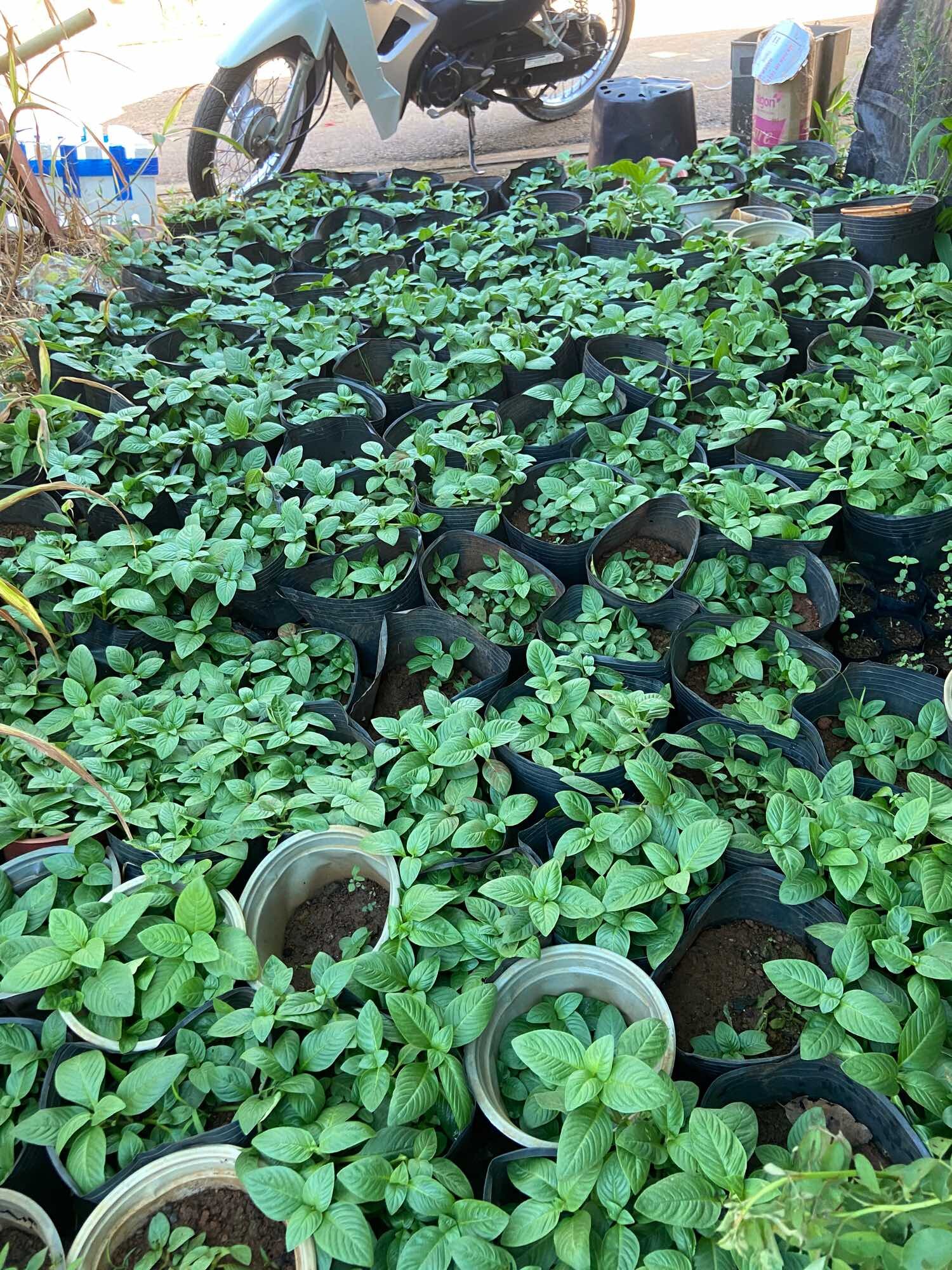 Cây rau xá xị (rau quế vị)