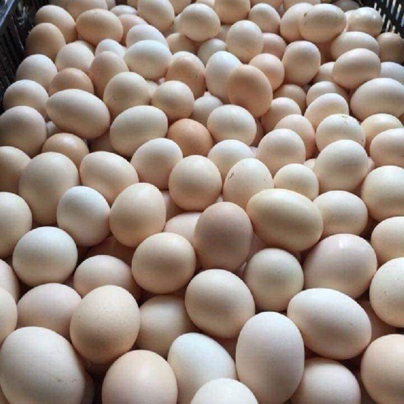 10 Trứng Gà Vườn Sạch Ngon