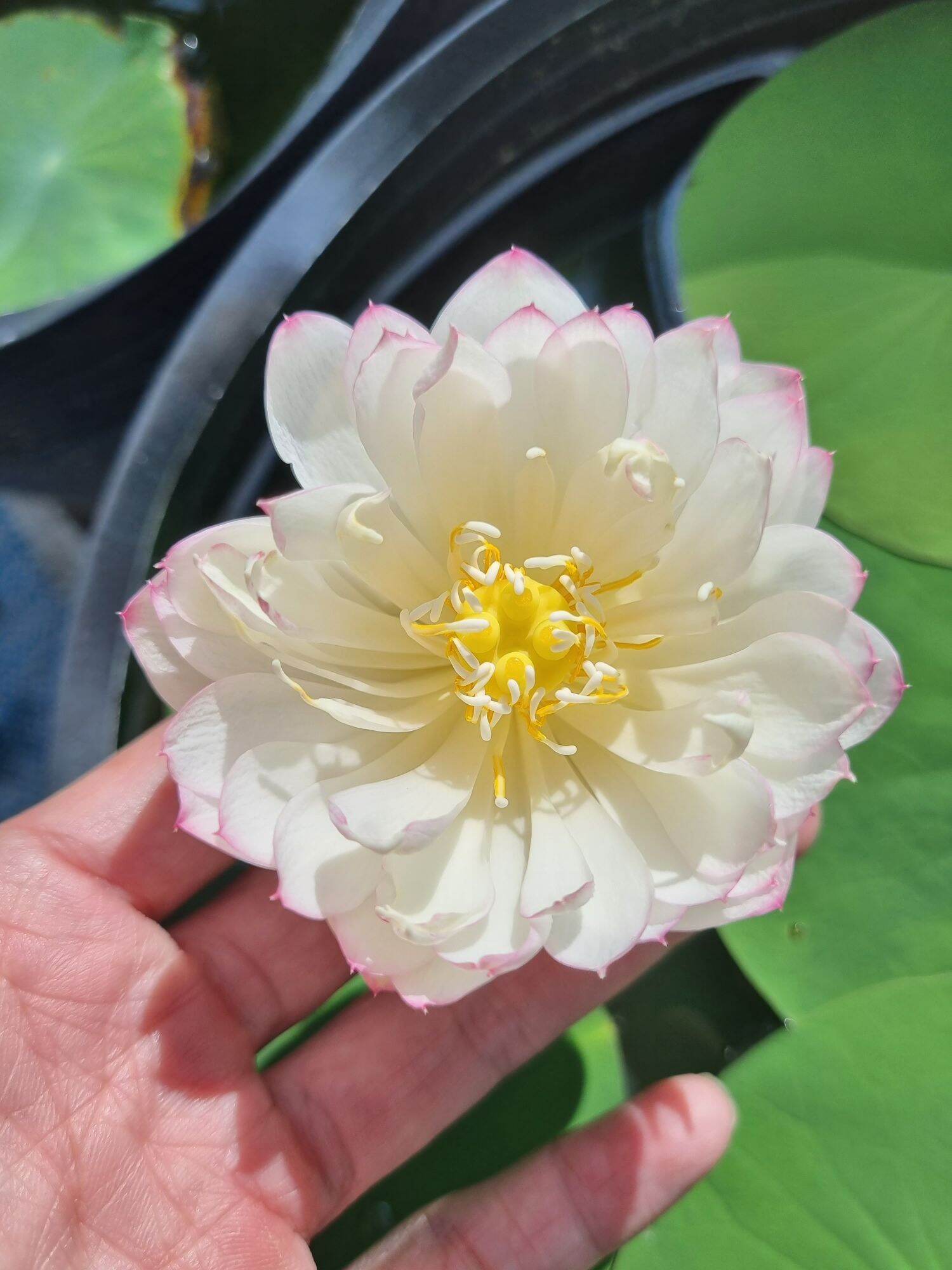 combo 5 củ sen ngẫu nhiên