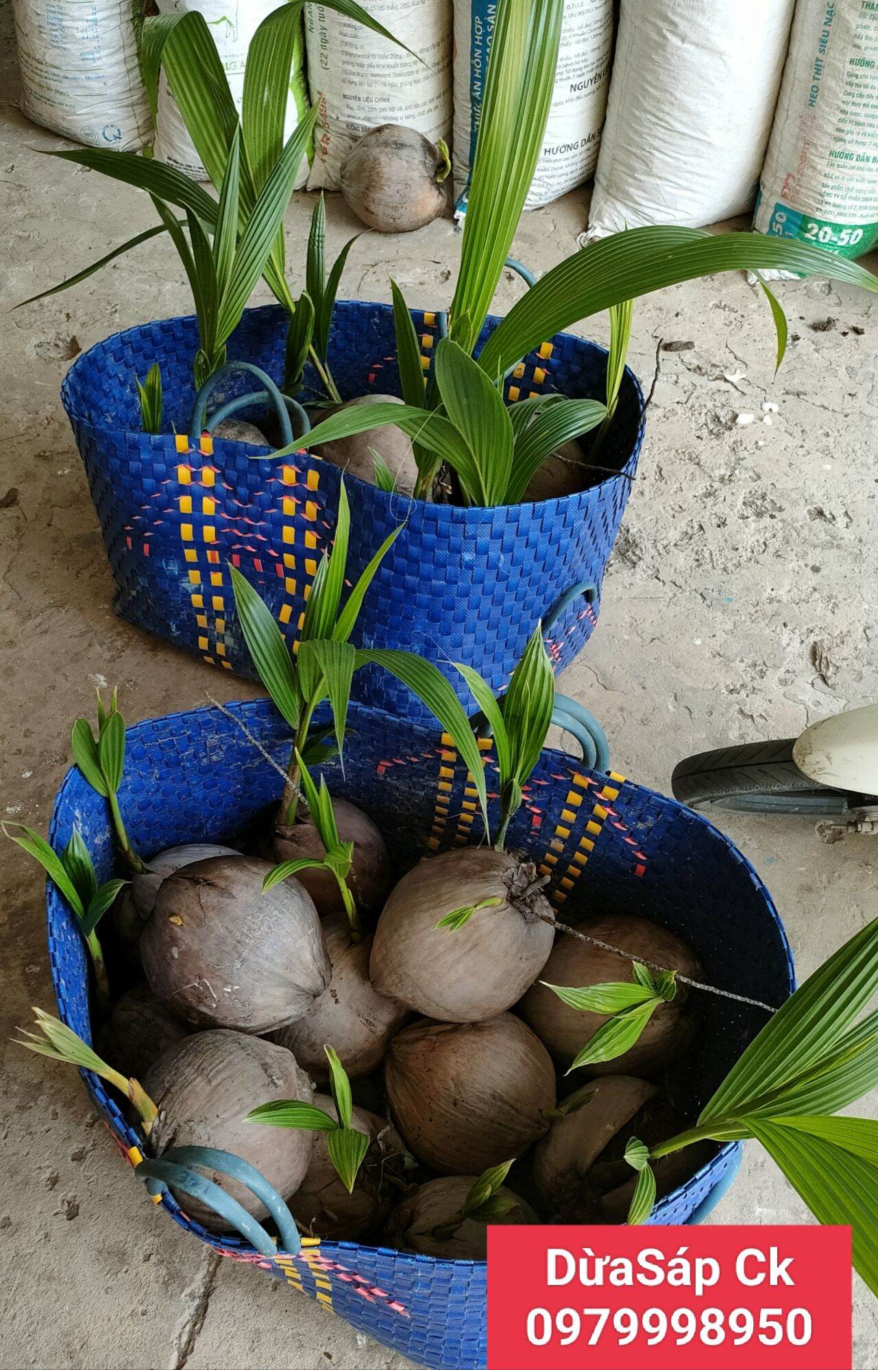 Dừa Sáp Giống