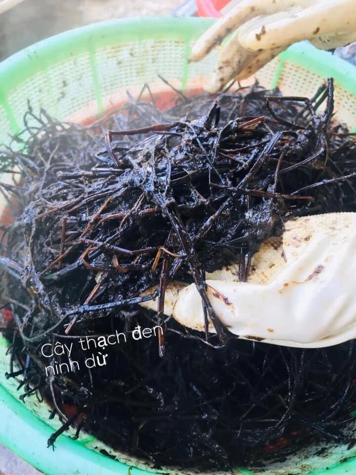 Cây thạch đen Cao Bằng khô gói 1kg