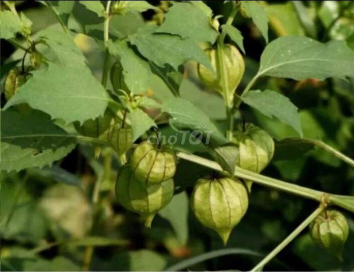 1 kg khô cây tầm bóp vùng núi đá bàn, ninh sơn, ninh hòa, khánh hòa