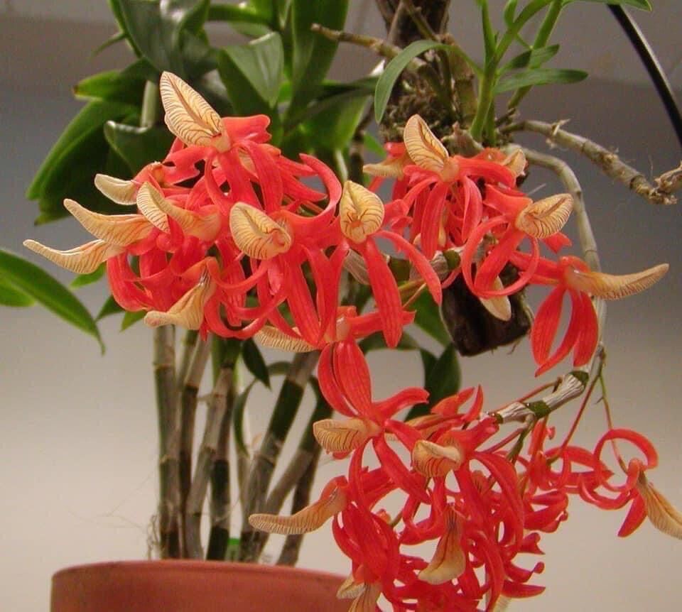Hoa Lan hoàng thảo lụa(1 khóm)