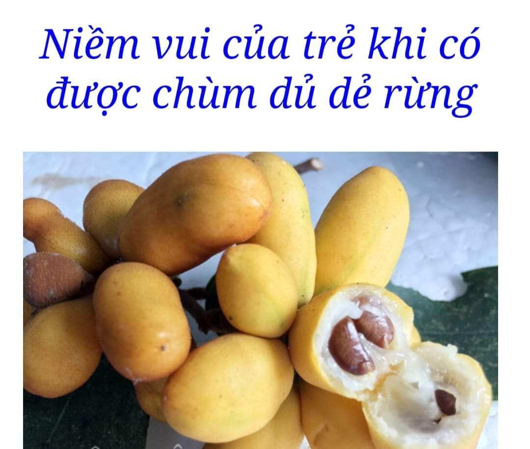 CÂY dủ dẻ rừng - cây giống có bầu đất cây con