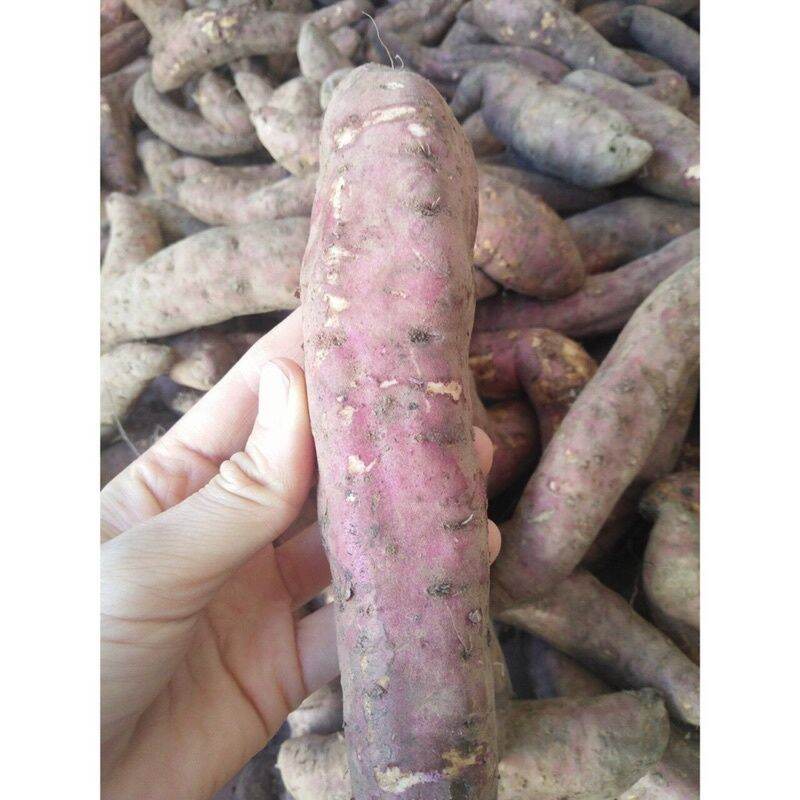 khoai lang nhật 1kg