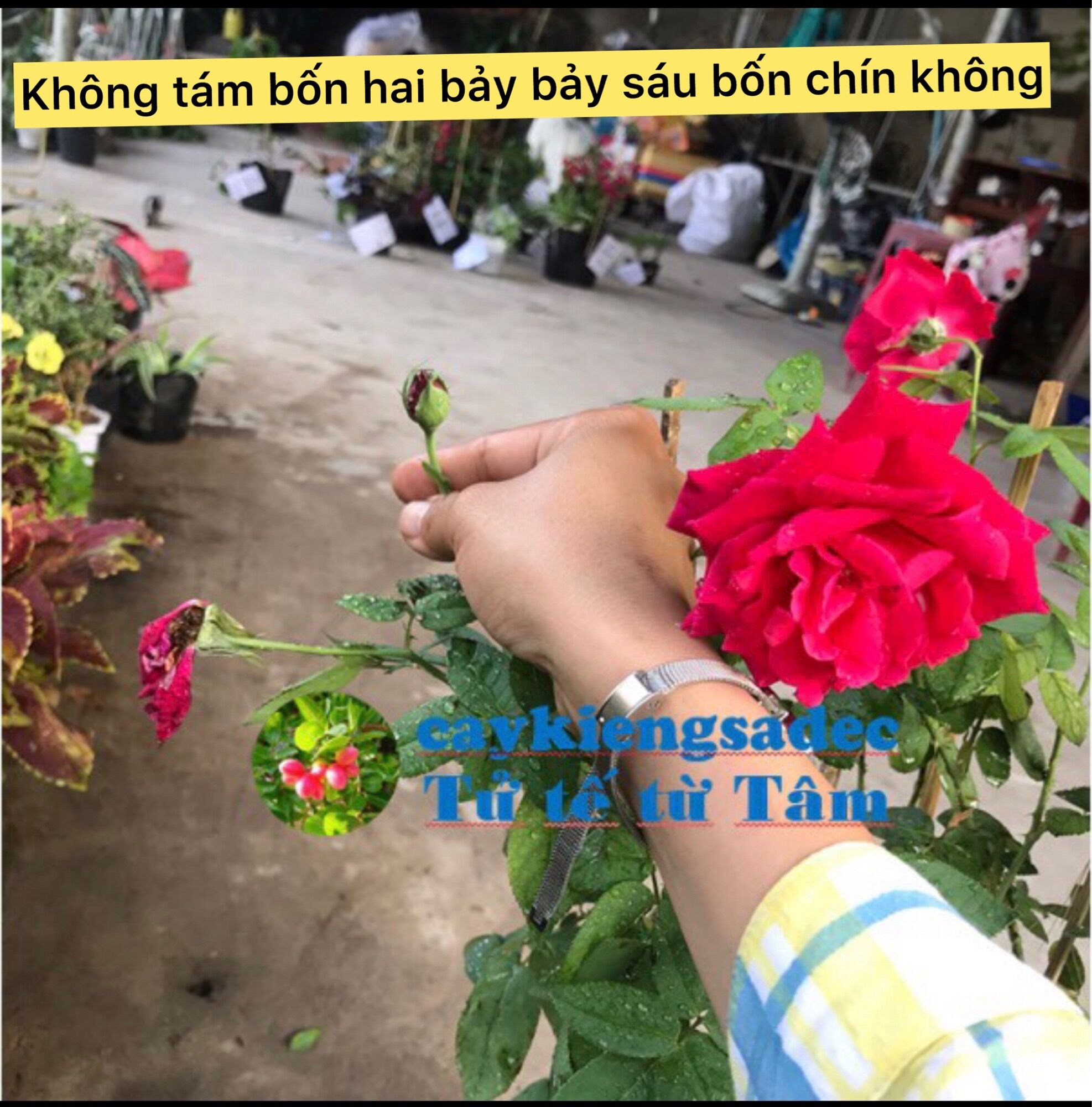 Caykiengsadec hoa Hồng Nhung + tặng phân bón