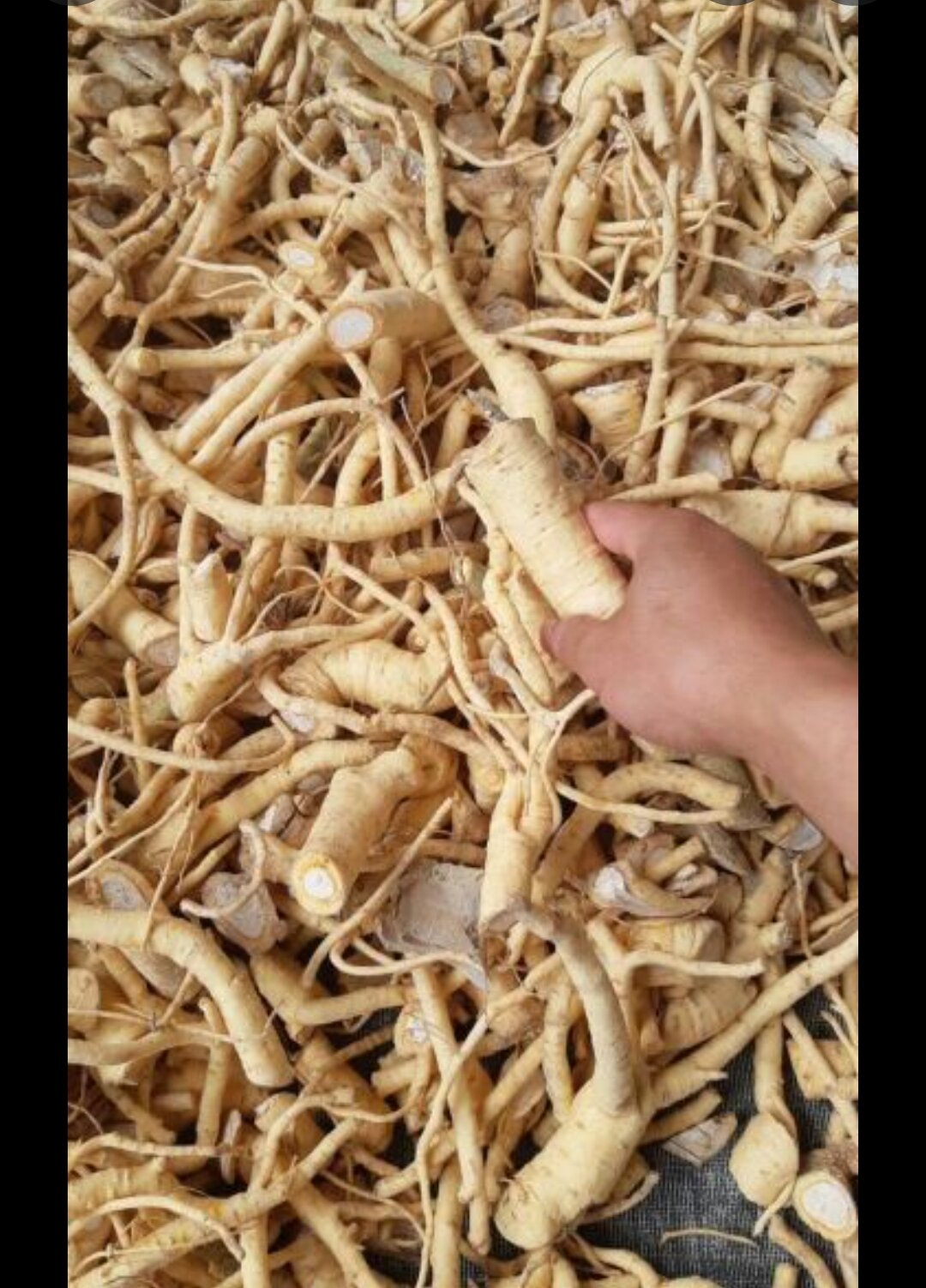 rễ đinh lăng khô 1 kg