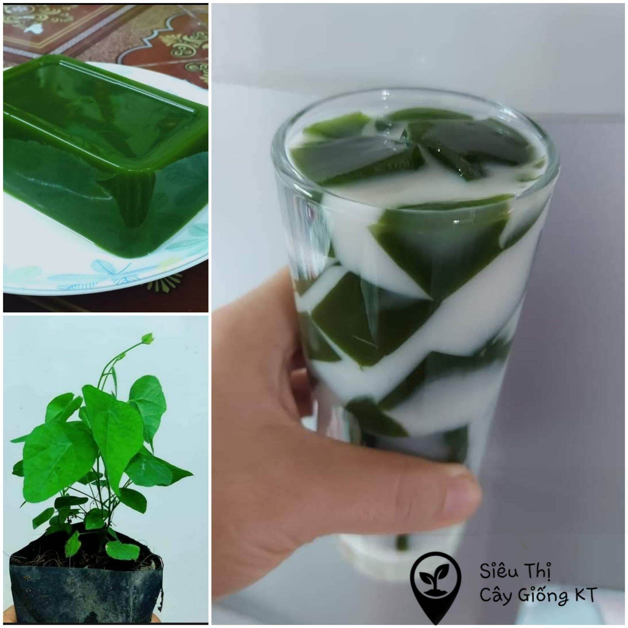 Cây giống sâm lông dễ trồng. Căy sâm lông có thể trồng trên sân thượng làm thạch ngon miệng giải nhiệt.