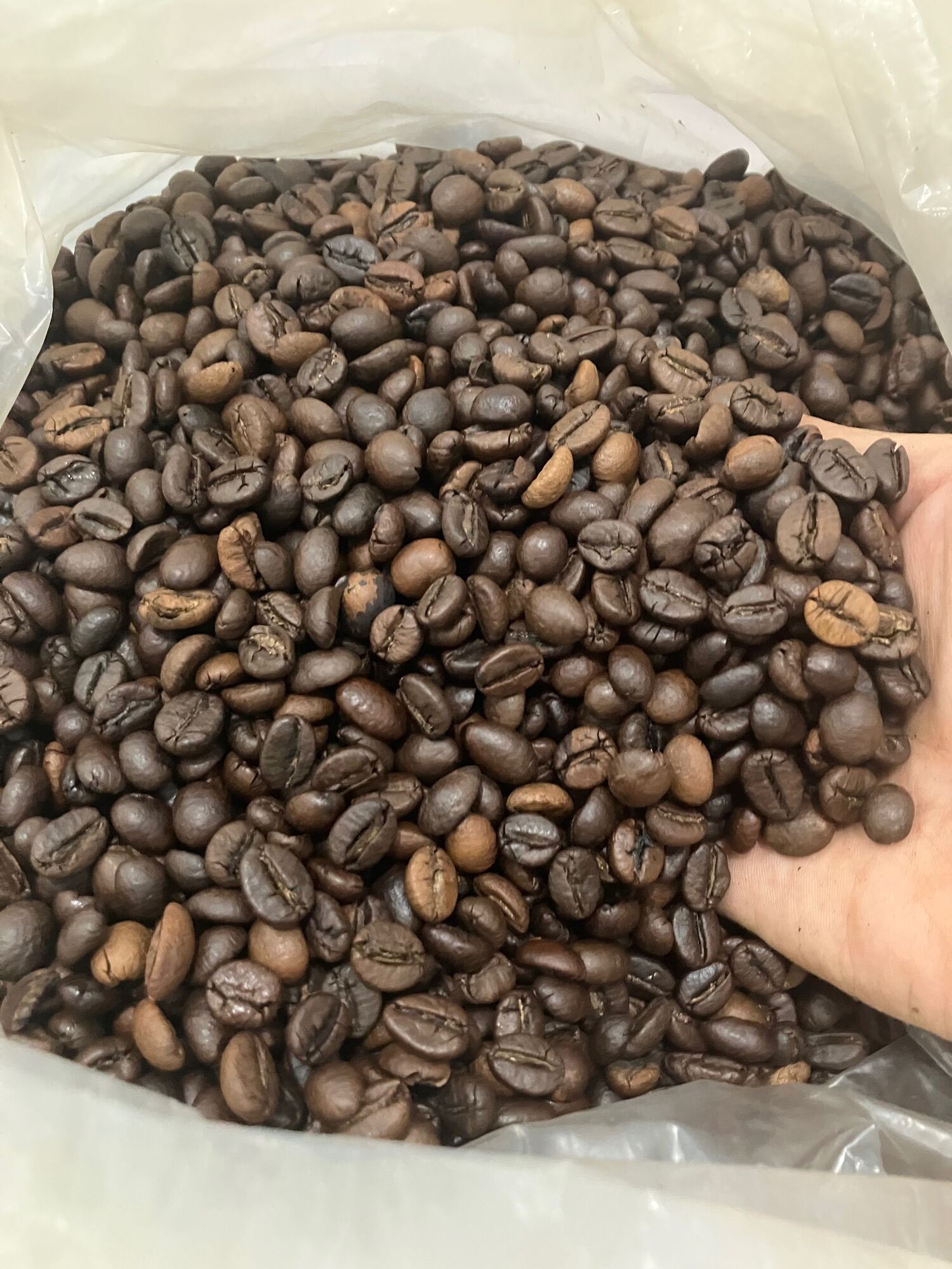 Cà phê hạt Arabica Robusta