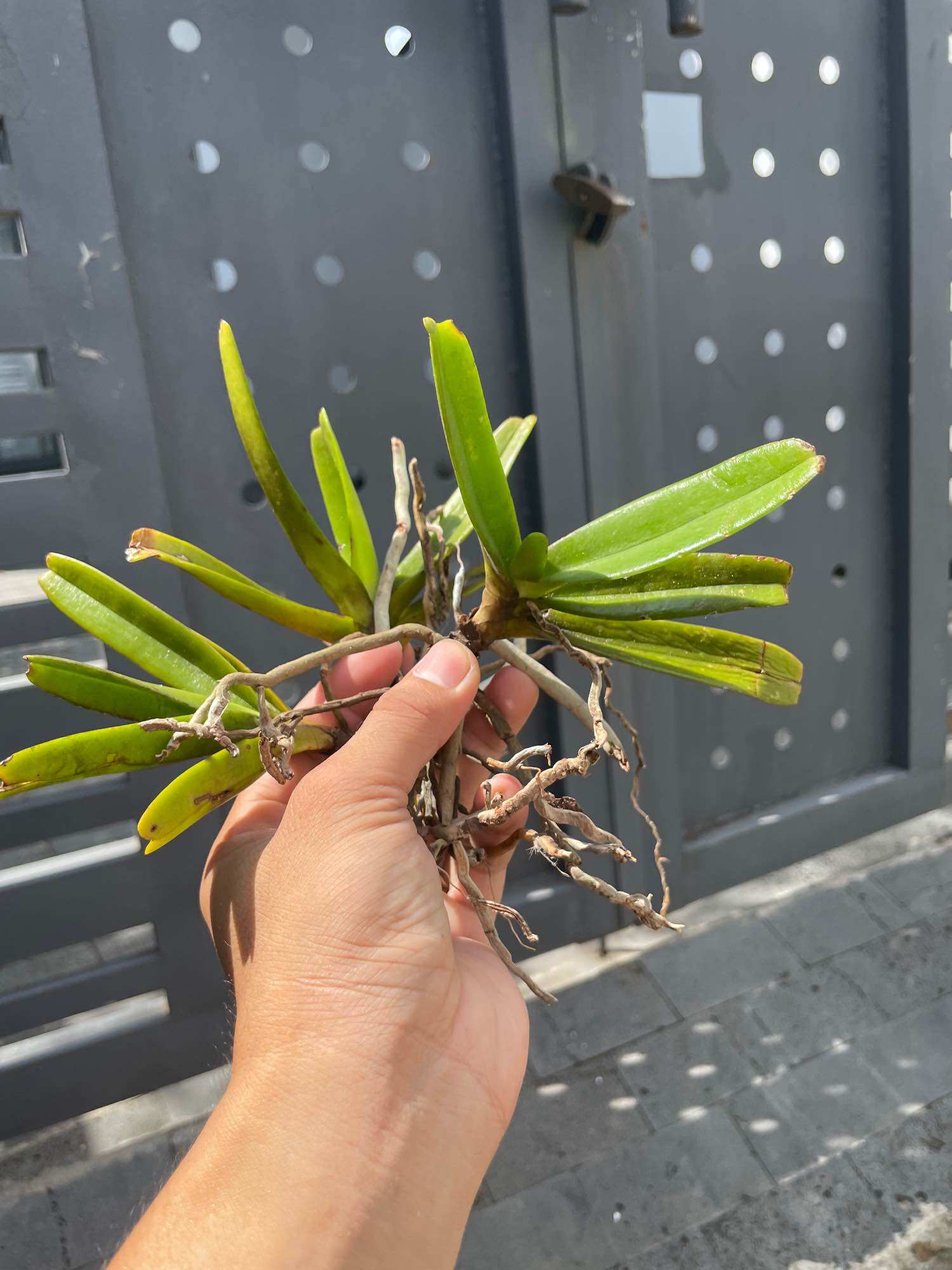 3 CÂY LAN RỪNG QUẾ TÍM (hoa thơm phức) BAO SỐNG