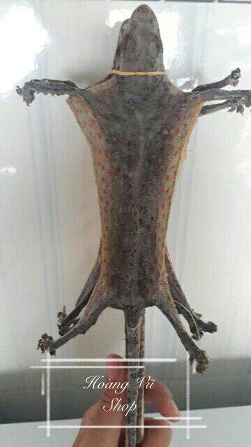 Tắc kè khô