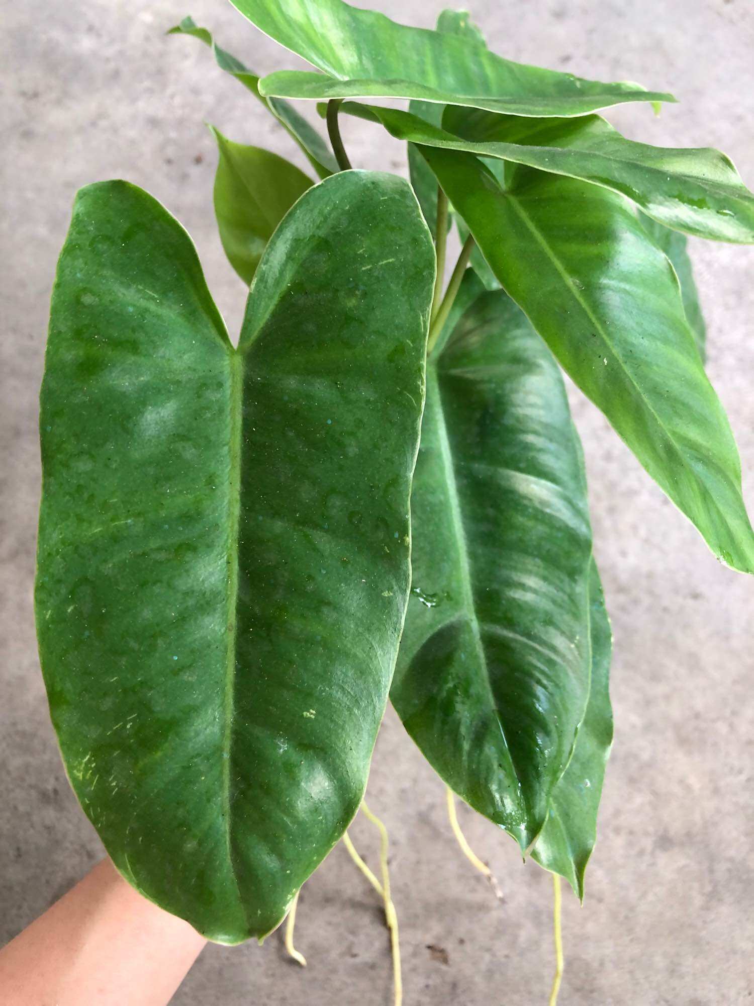 Cây thiên môn/Philodendron burle marx