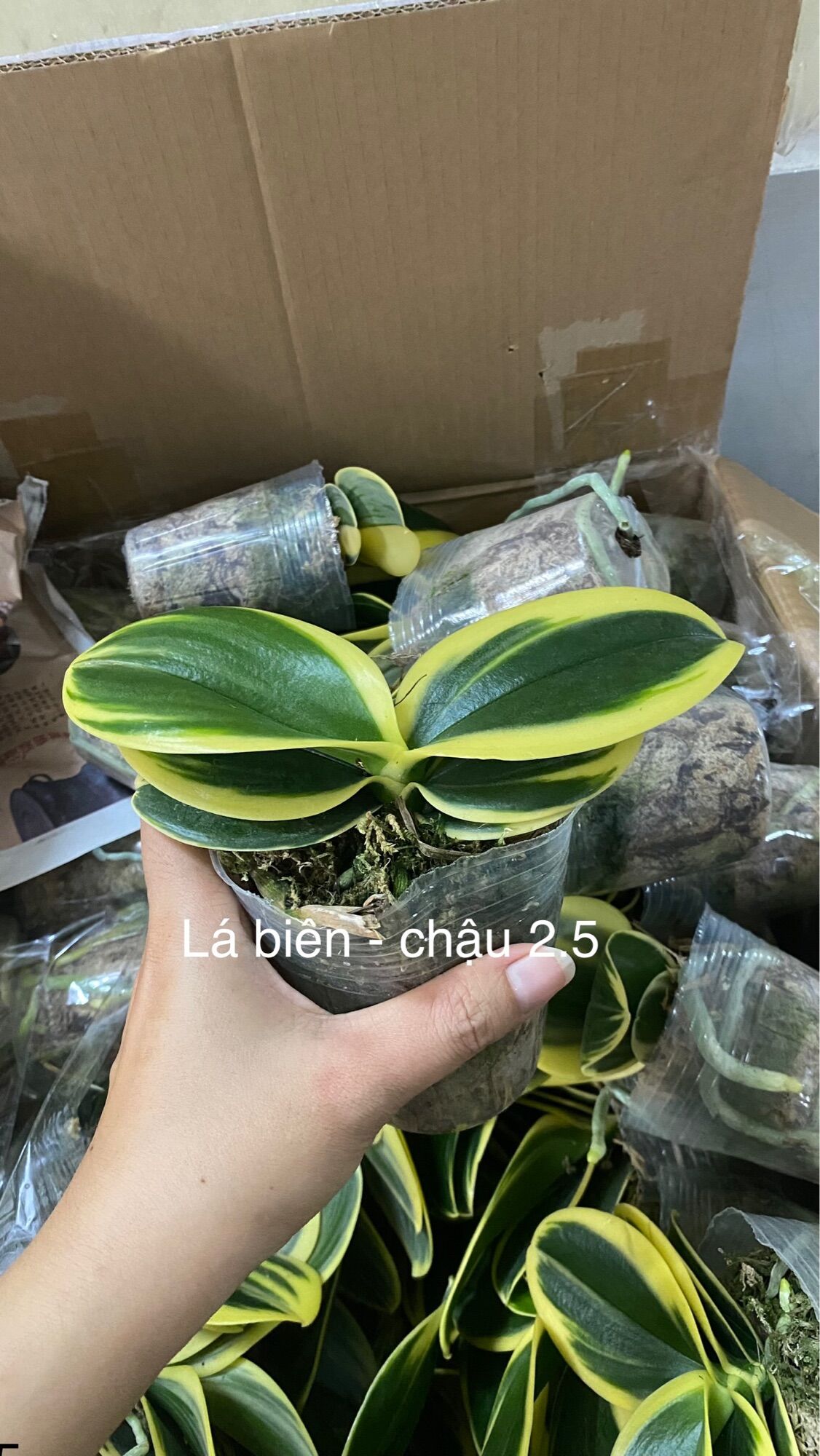 Hồ Điệp Lá Biên - Lá Phát Tài