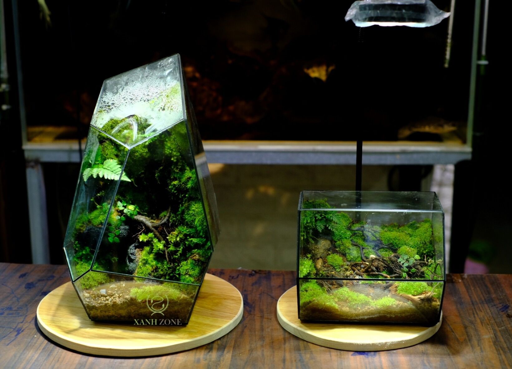 Đèn led rọi bamboo đế gỗ dùng cho bể cá, terarium