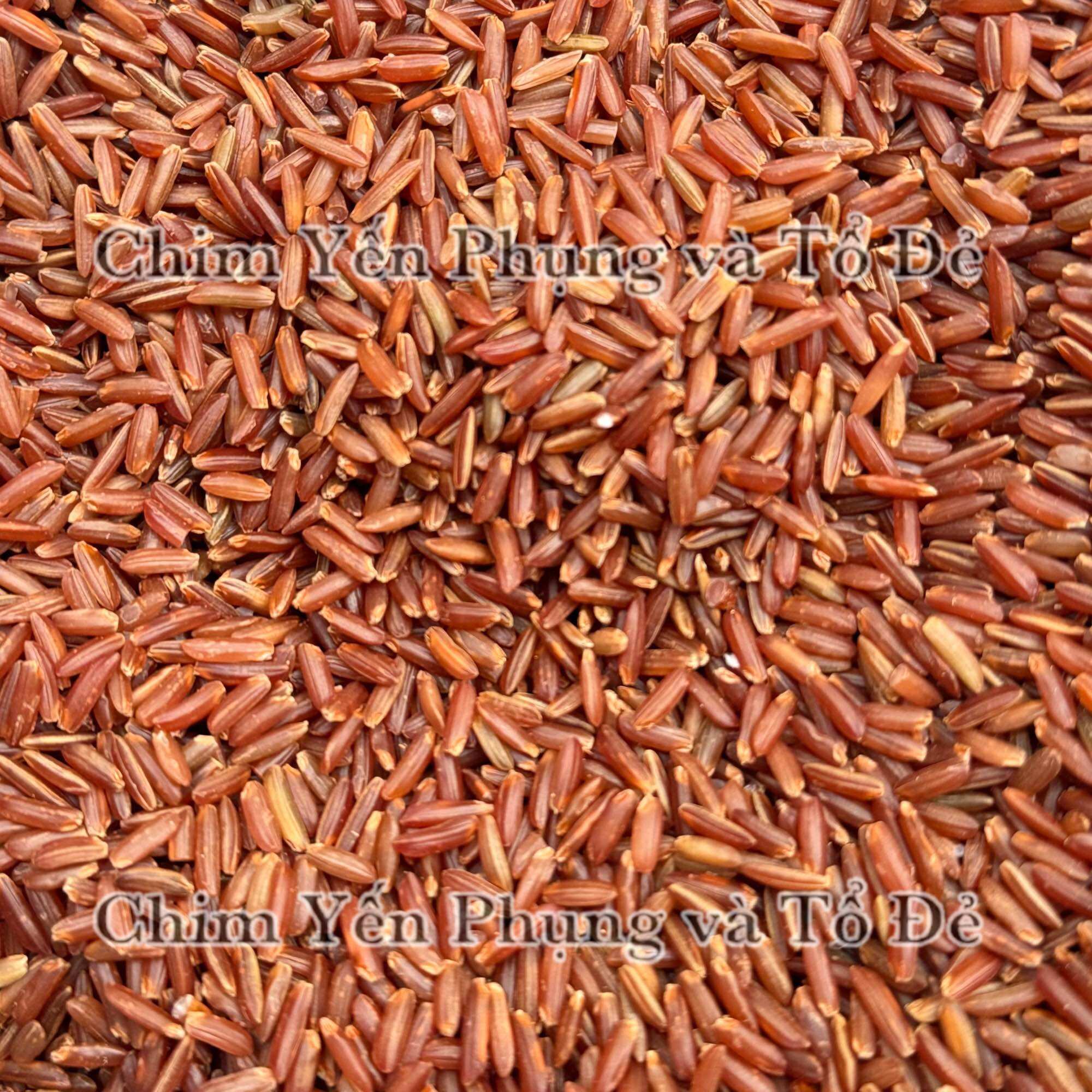1kg Gạo Đỏ Huyết Rồng – Gạo Lứt Huyết Rồng Tự Nhiên, Dinh Dưỡng