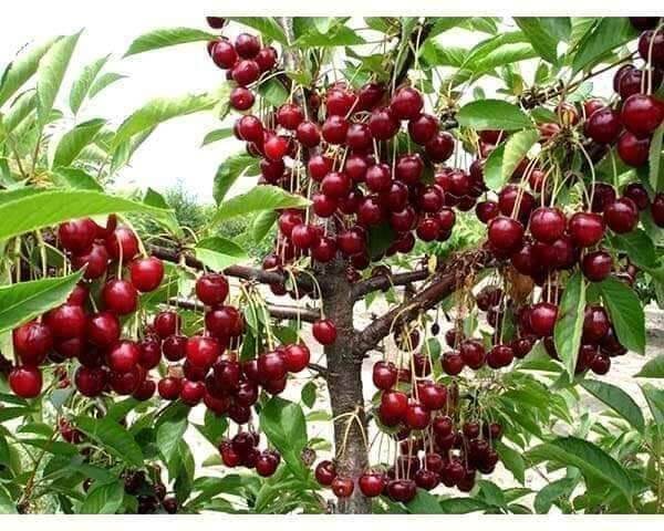 cây giống cherry siêu trái (siêu sớm)