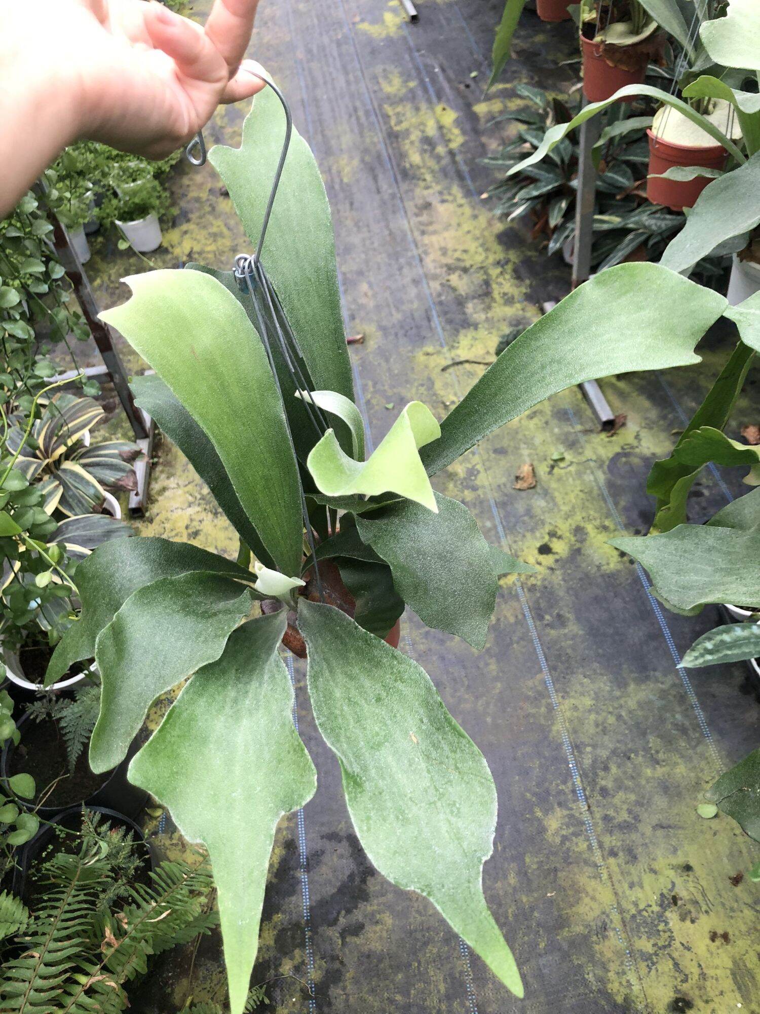 Cây ổ rồng