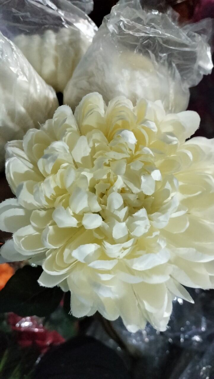 CÚC ĐẠI ĐÓA HOA LỚN 12CM