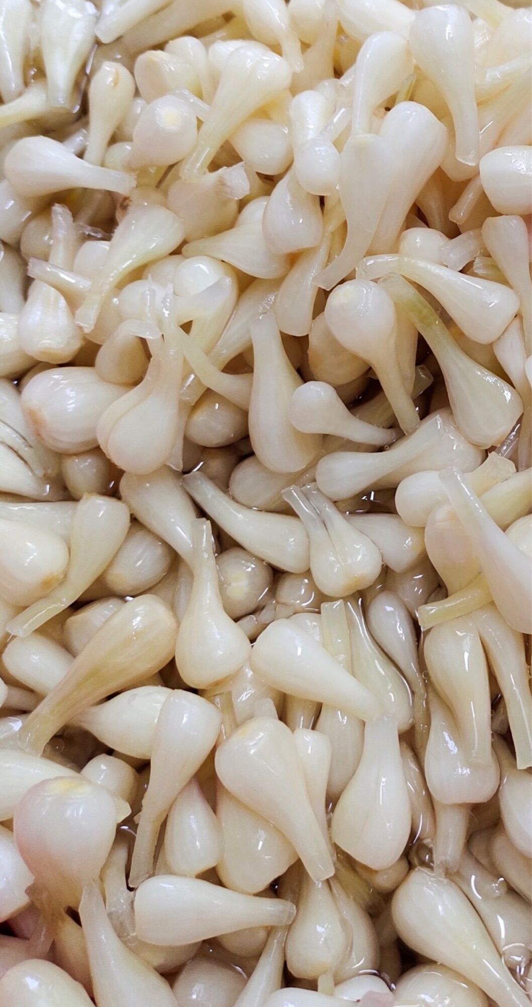 500gr củ kiệu ngâm giấm đường làm nhà
