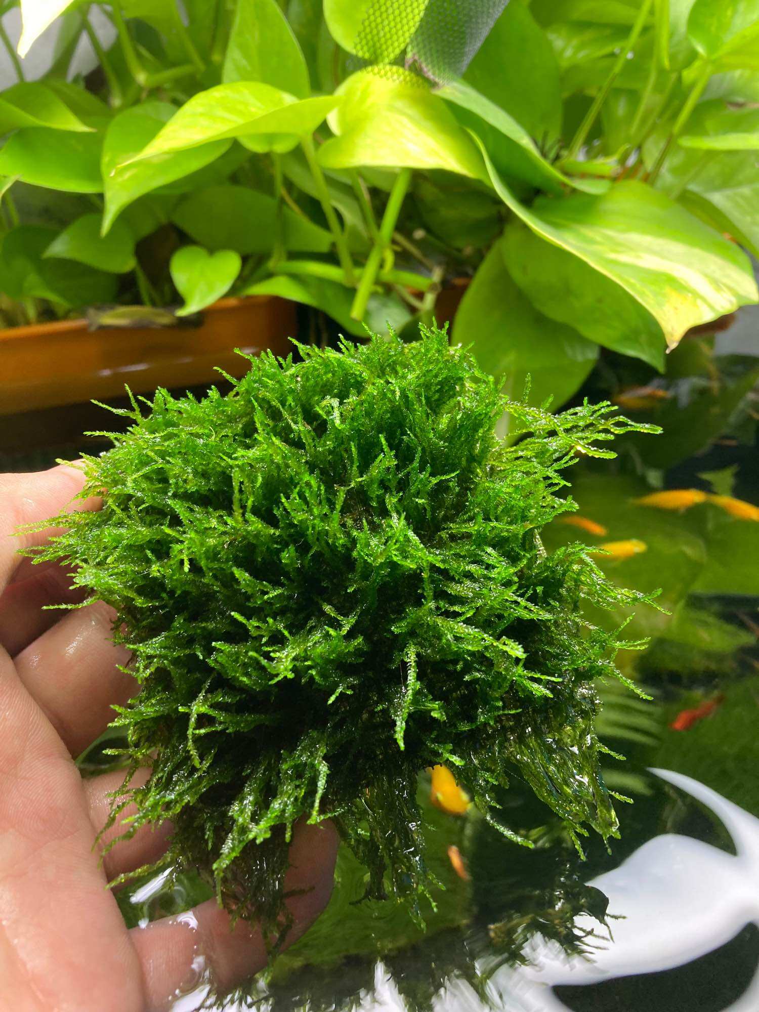 Rêu Minitaiwan và Flame trang trí bể thuỷ sinh