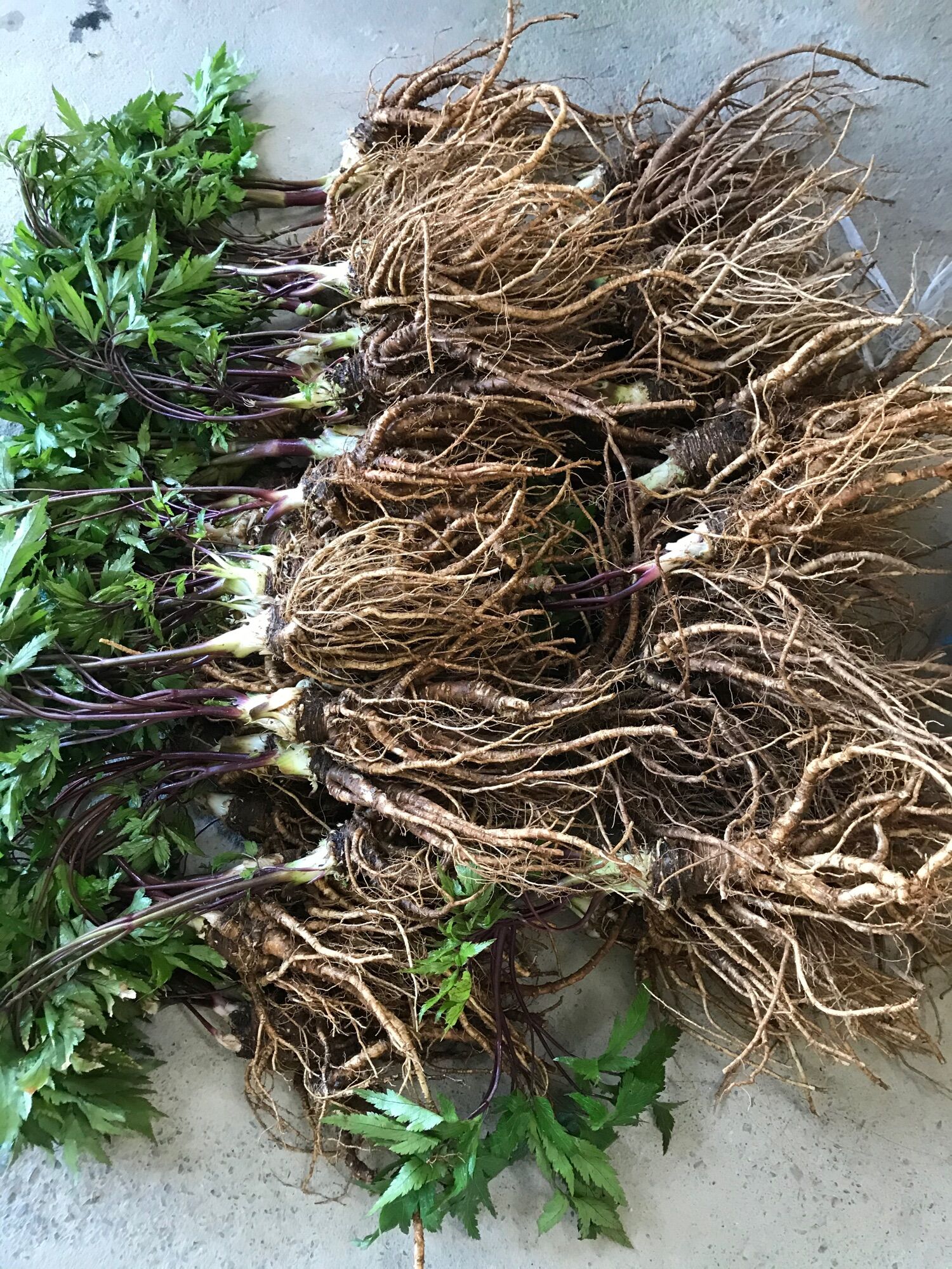 4kg sâm đương quy tươi Tây Bắc