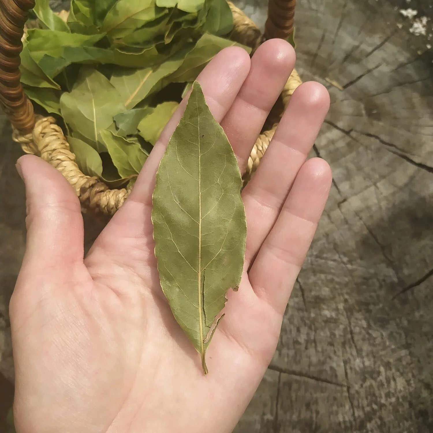 Lá nguyệt quế khô ( bay leave) của Nga ( giao ngẫu nhiên mã bao bì)