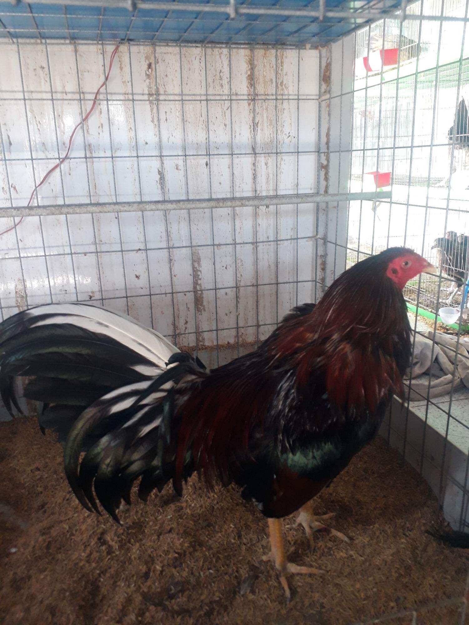 GÀ NÒI MỸ CON . 5 TRIỆU / 10 CON .GÀ MỸ RẶC KESLO, TRẠI GÀ NÒI THÀNH ĐÔNG LONG AN [ TK GÀ MỸ F1 ,GÀ MỸ RẶC ,GÀ MỸ NHẬP ,GÀ MỸ LAI ,GÀ MỸ KESLO ]