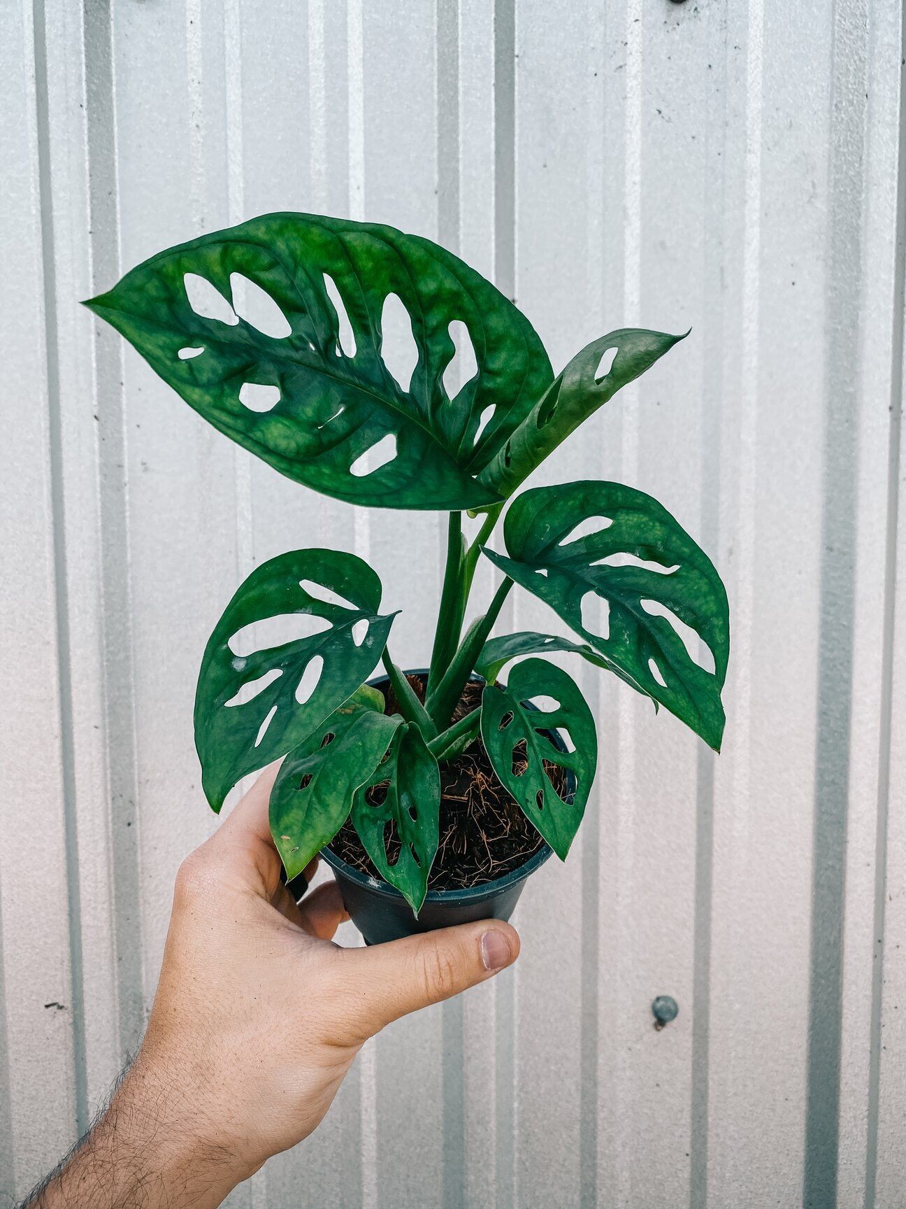 Cây Trầu bà lá lỗ / Monstera Adansoni