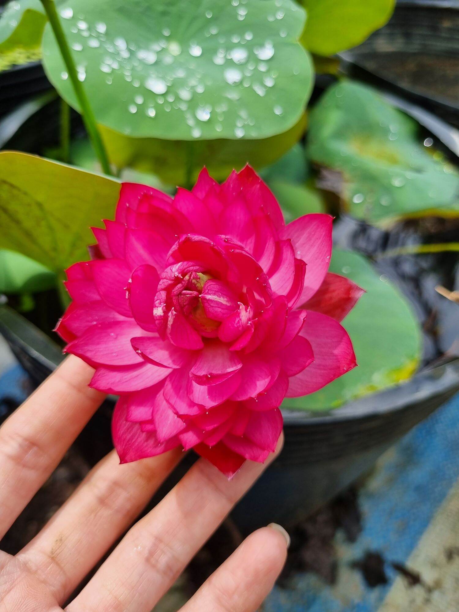 củ giống sen mini đỏ