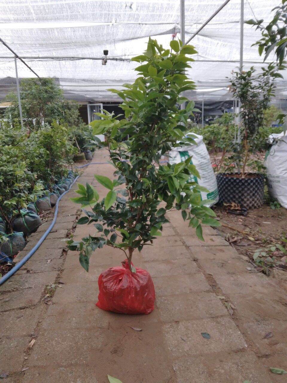 CÂY NHO THÂN GỖ 12 VỤ LOẠI NHỚ