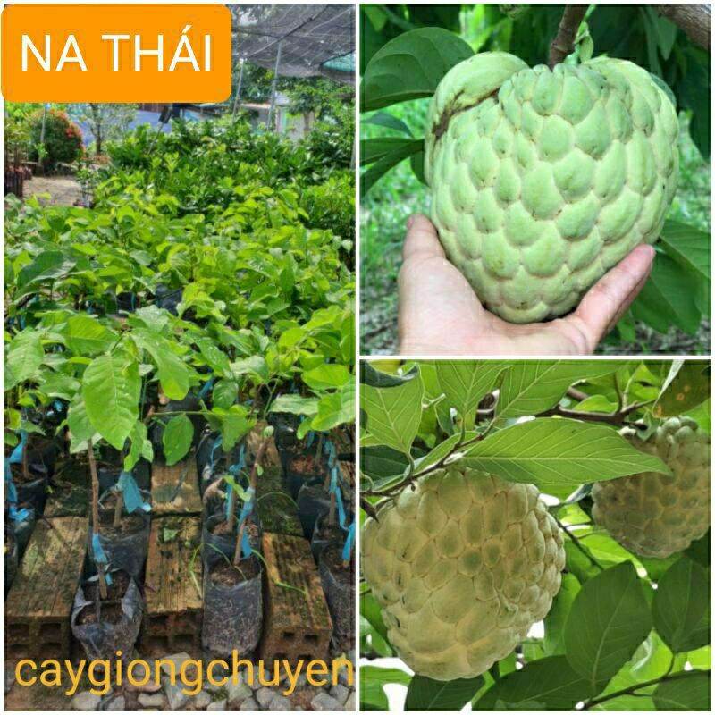 Cây giống na thái ghép quả siêu to
