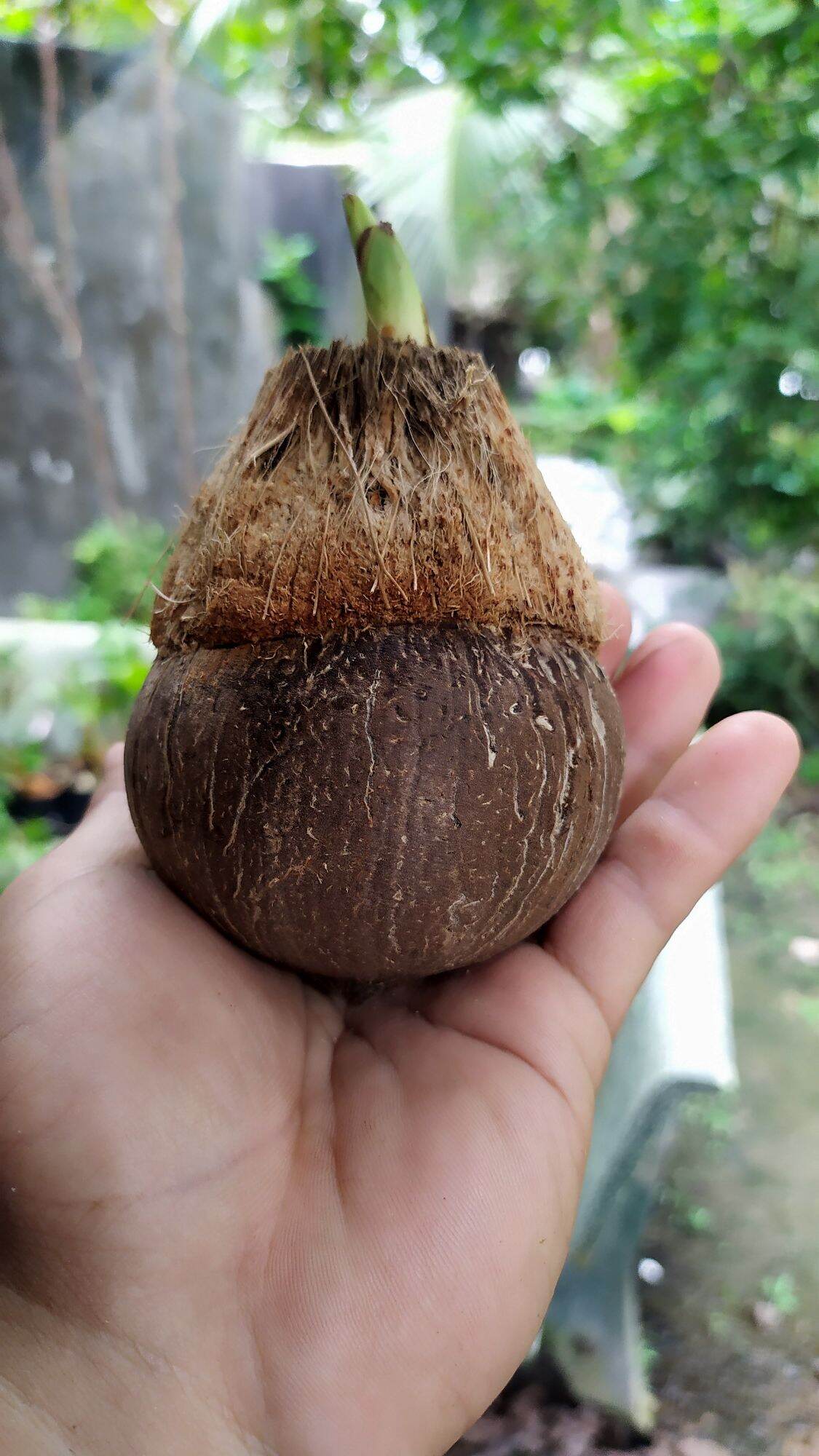 Phôi Dừa Bonsai mini - Đã đánh bóng gáo và lên lá