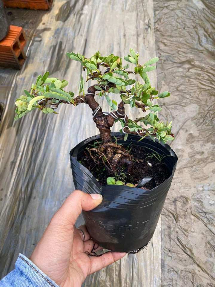 CÂY ME THÁI BONSAI ĐÃ TẠO DÁNG