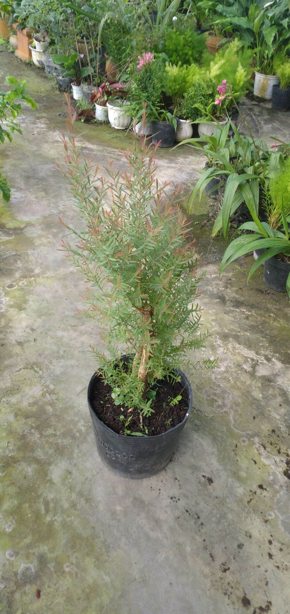 Cây tràm thơm (Claret Tops, giống Úc)
