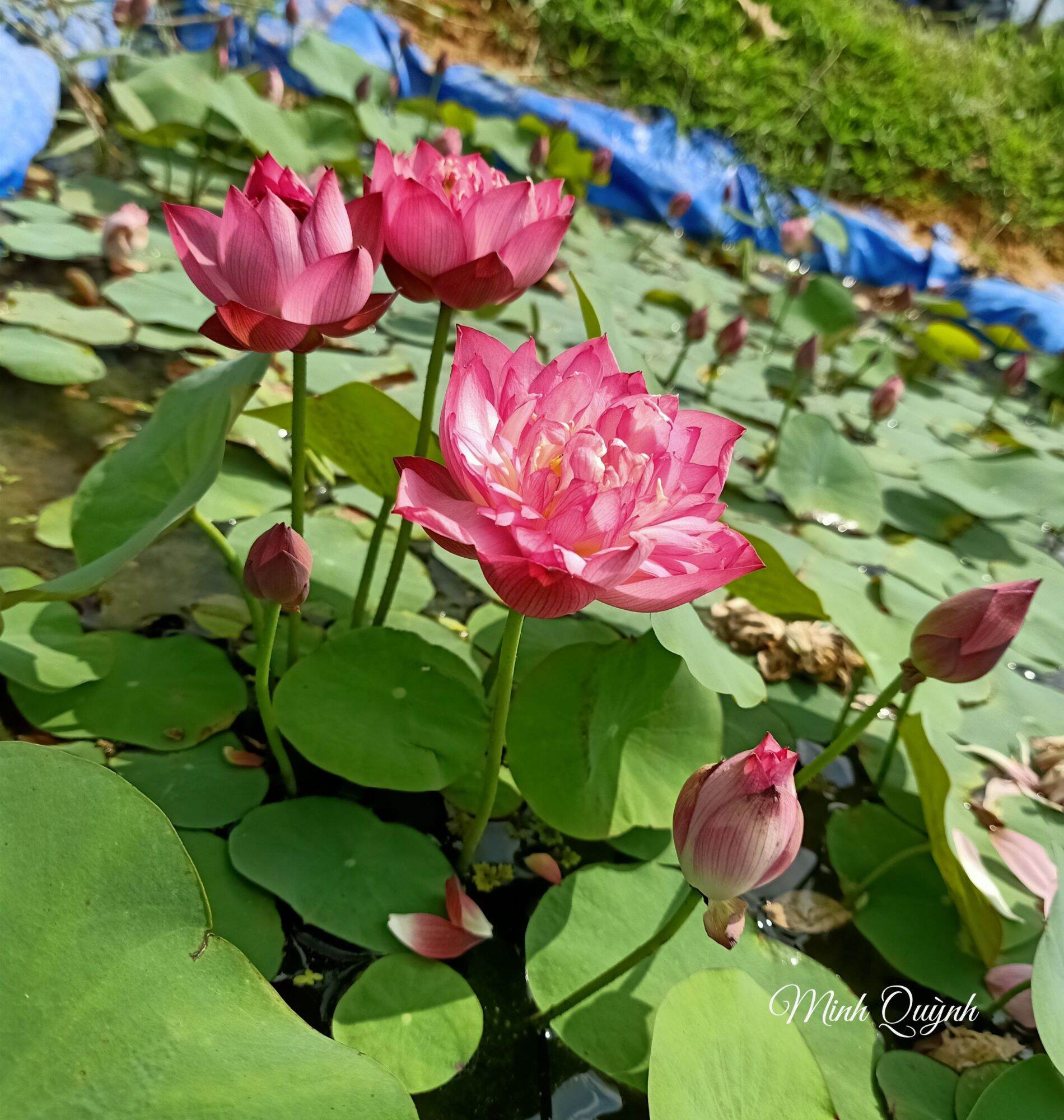Củ sen mini Little Dragon (siêu nụ)