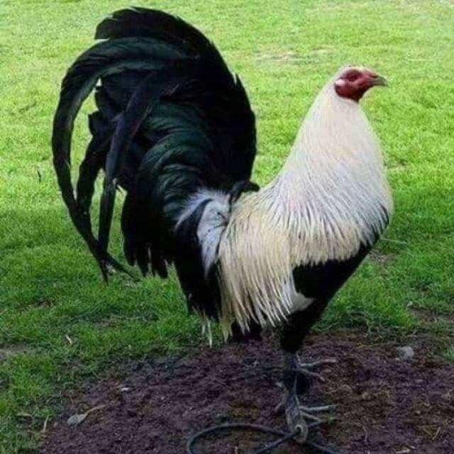 10 Trứng  Gà Mỹ Rặc weater ấp nở con giống