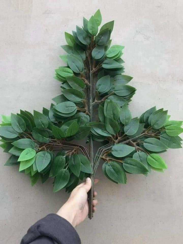 1 bó Lá Si trang trí tuyệt đẹp