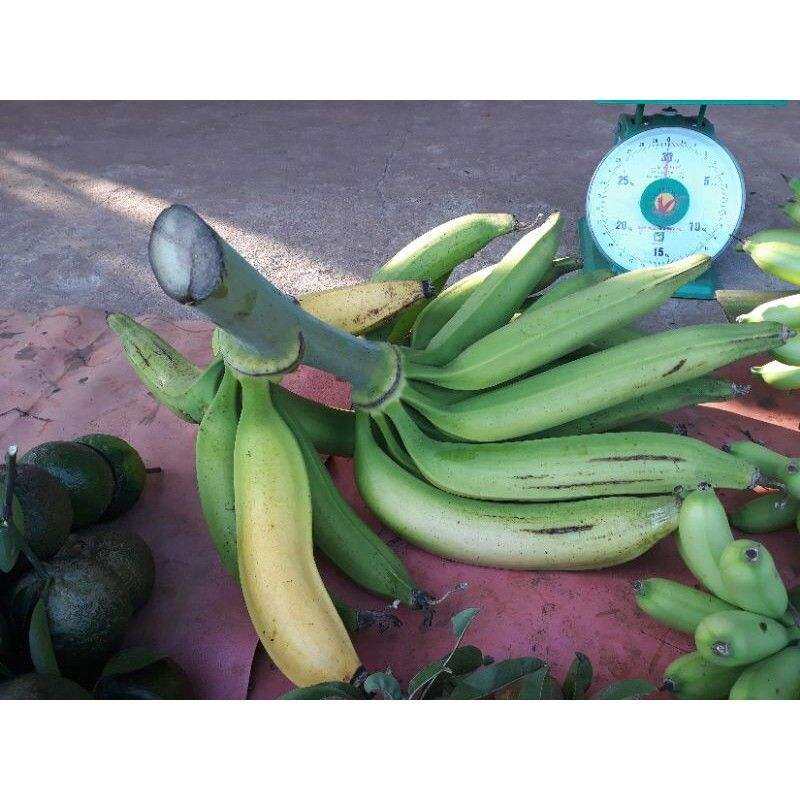 cây giống Chuối tá quạ