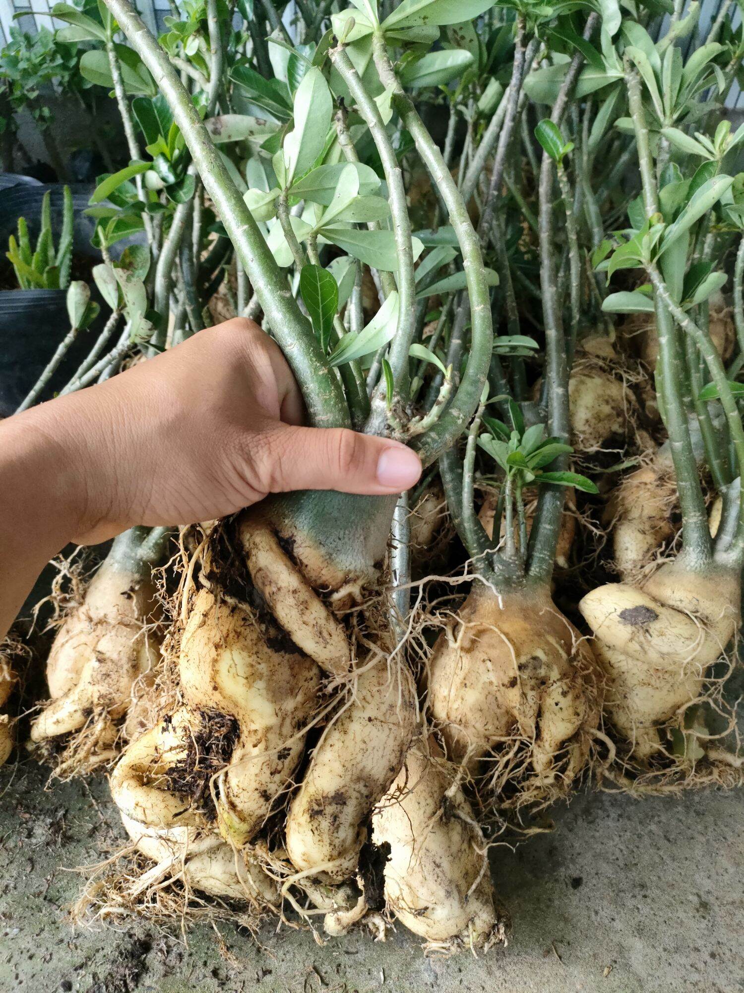 Combo 10 củ hoa sứ thái màu đỏ